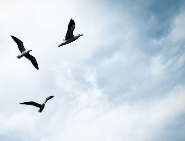 Birds flying in the sky.