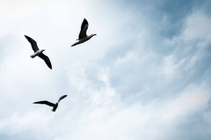 Birds flying in the sky.