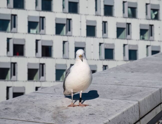 Bird on the side of a building.