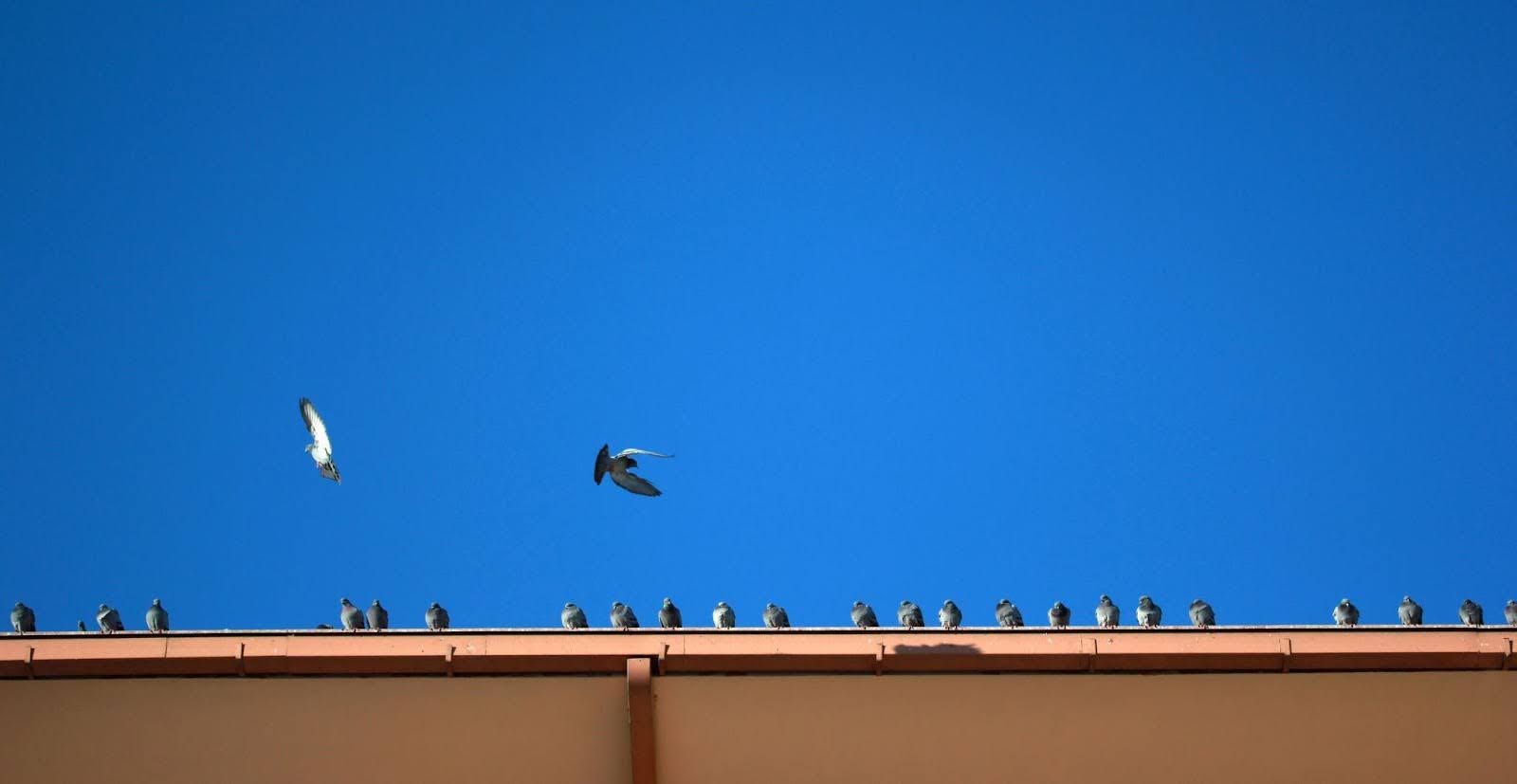 Pigeons perched along a narrow roof gutter as two abruptly take flight, suggesting unseen spikes lining the roof.