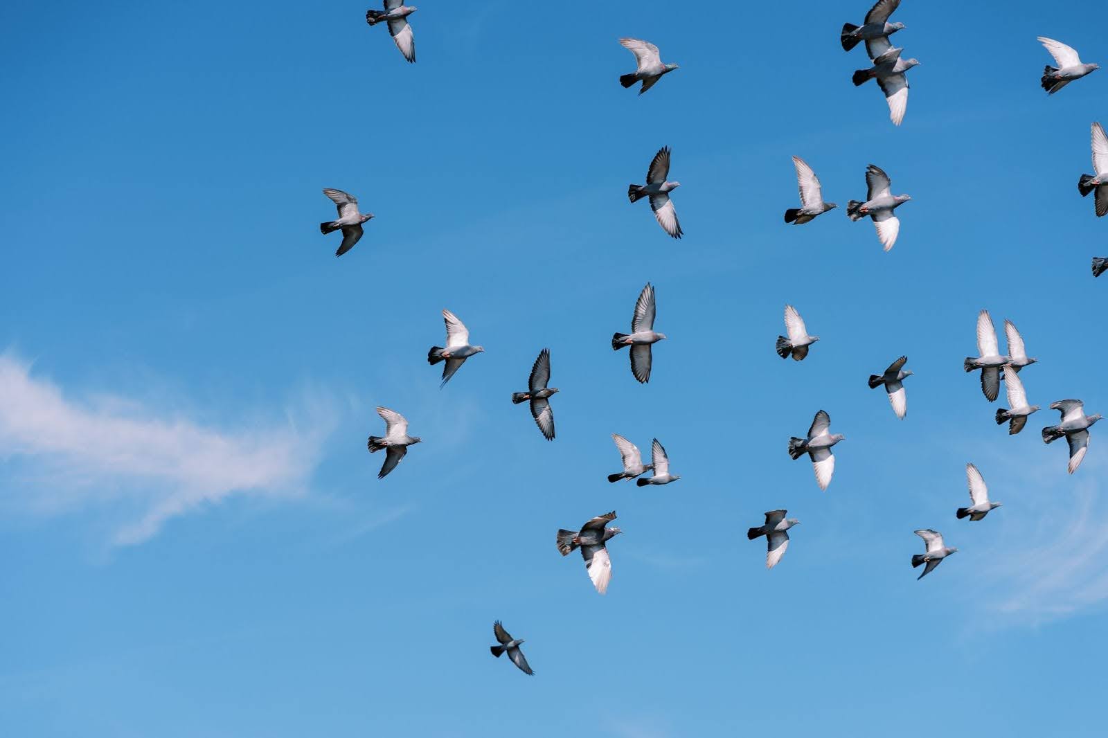 birds flying against a blue sky.