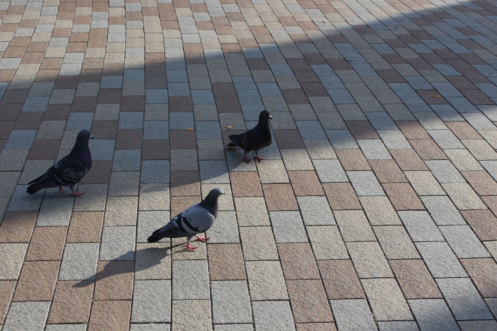 Birds walking on a brick sidewalk.