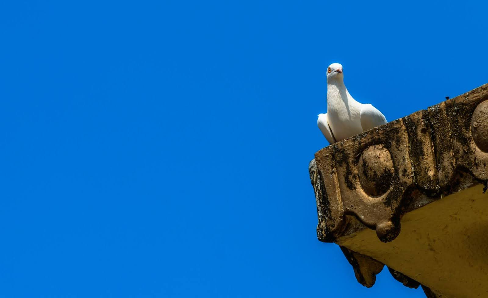 White pigeon resting on a rooftop under a clear blue sky.
