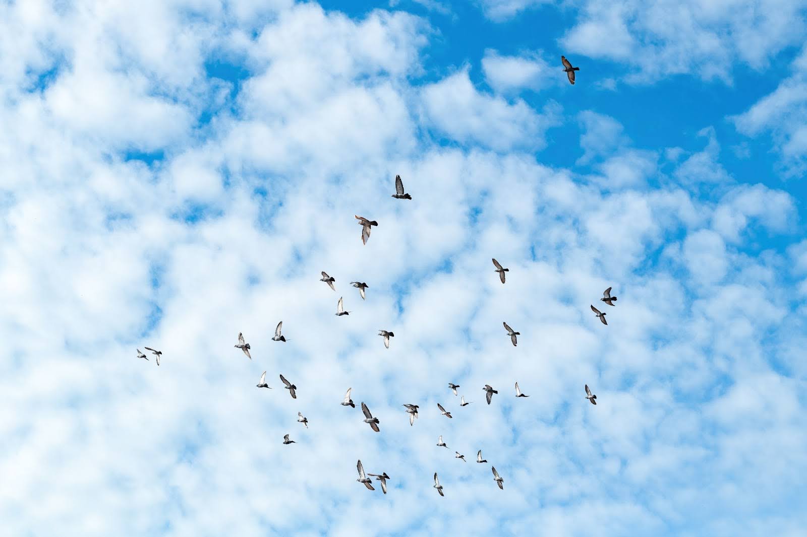 Birds flying in the sky.