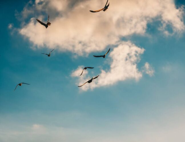 A flock of birds flying next to clouds.