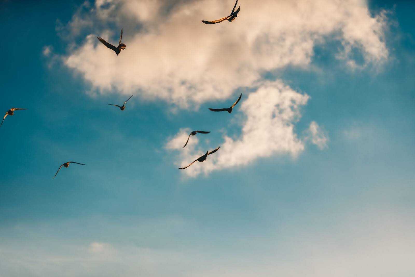 Professional vs. DIY Bird Deterrent Installation What to Know