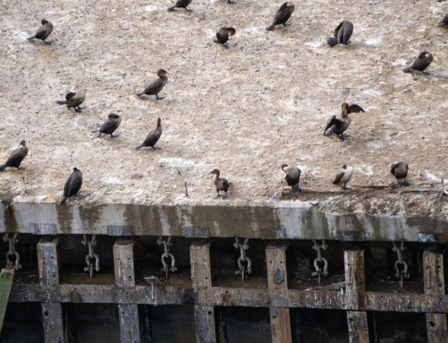 Aerial view of multiple birds resting on a building’s rooftop.