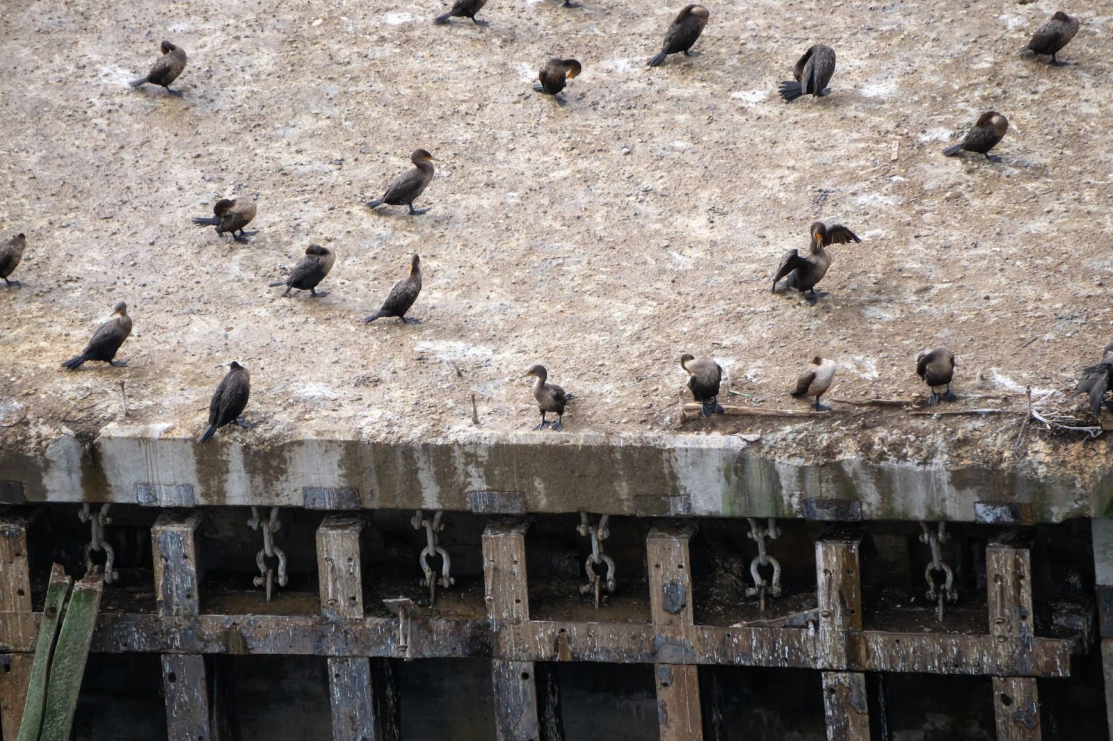 Bird Removal: What Pest Control Services Offer
