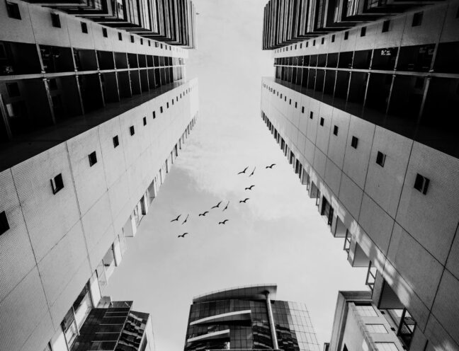 Low angle of birds flying next to commercial buildings.