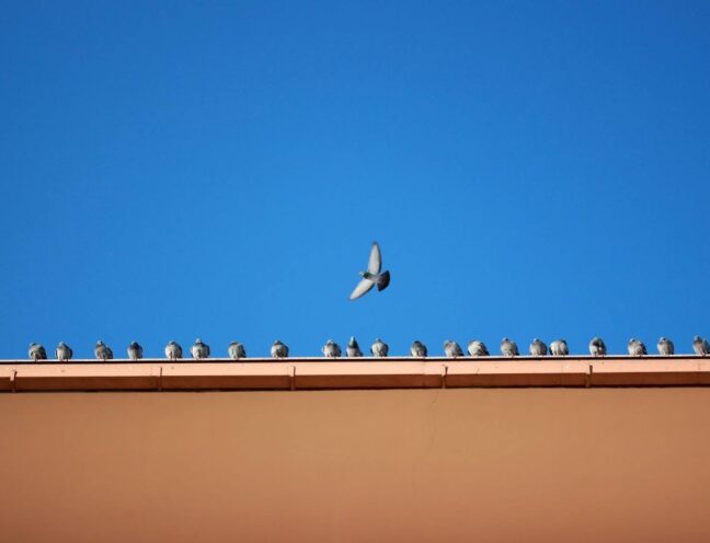 A line of birds on a commercial building.
