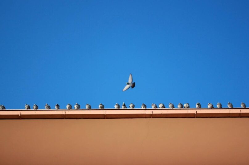 A line of birds on a commercial building.