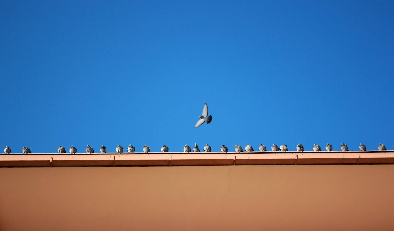 Common Mistakes to Avoid When Installing Bird Repellent Spikes