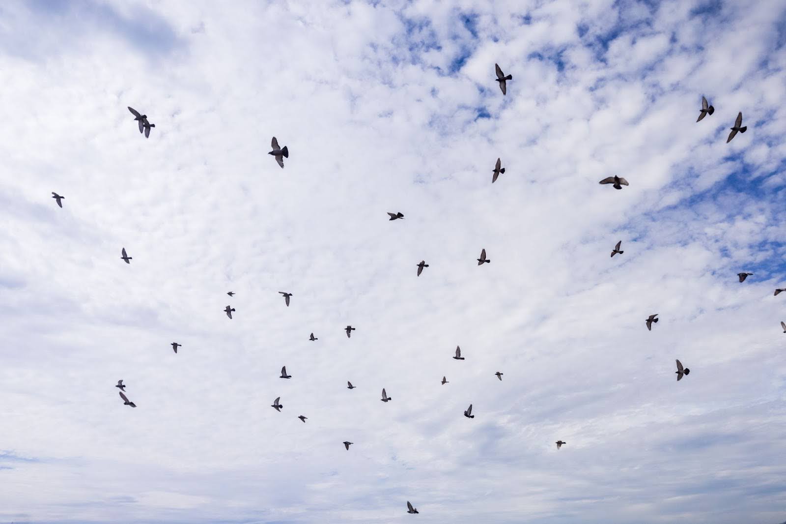 Flock of birds flying in the sky.