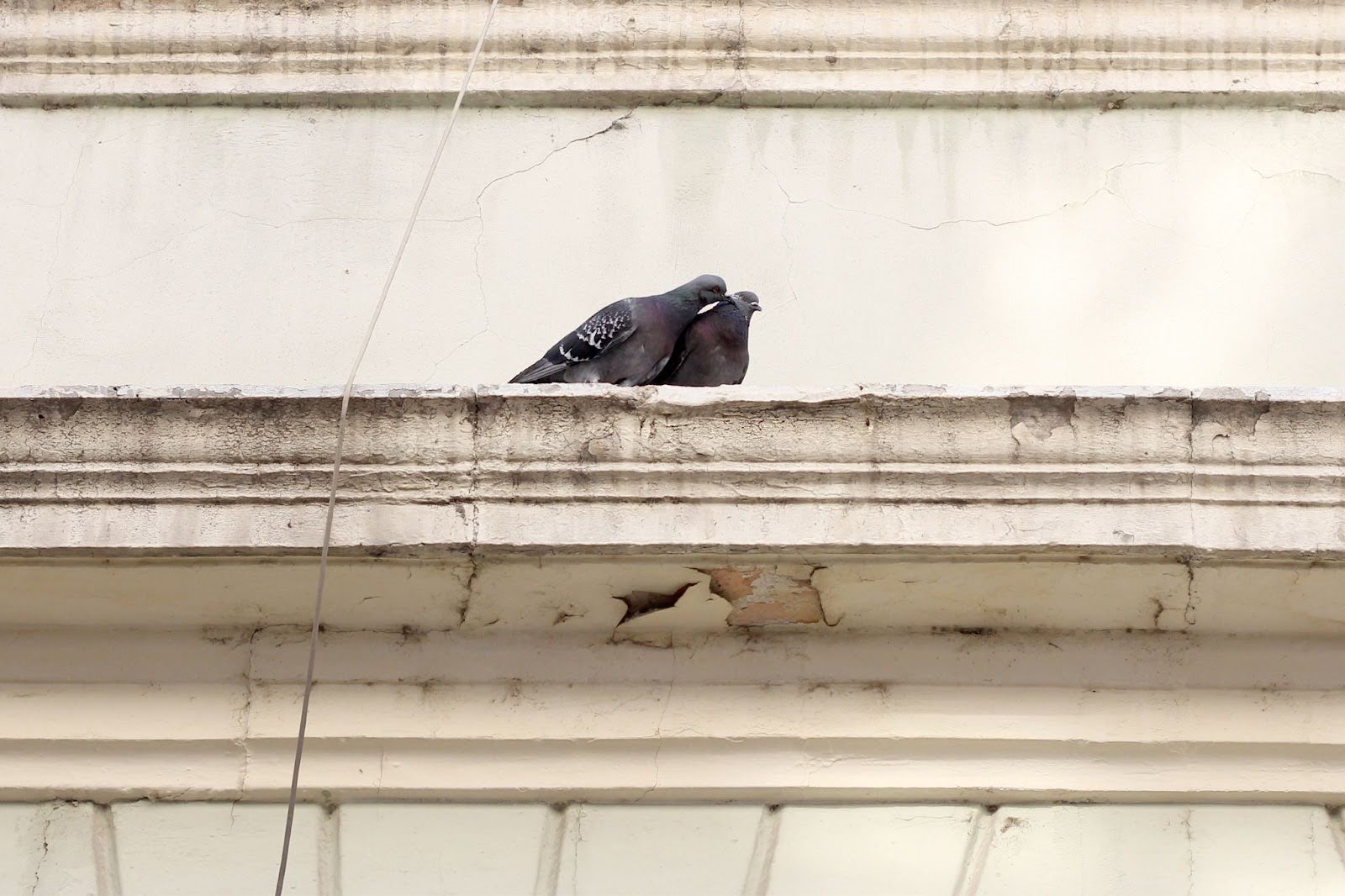 Two pigeons perched on the edge of a commercial building rooftop.