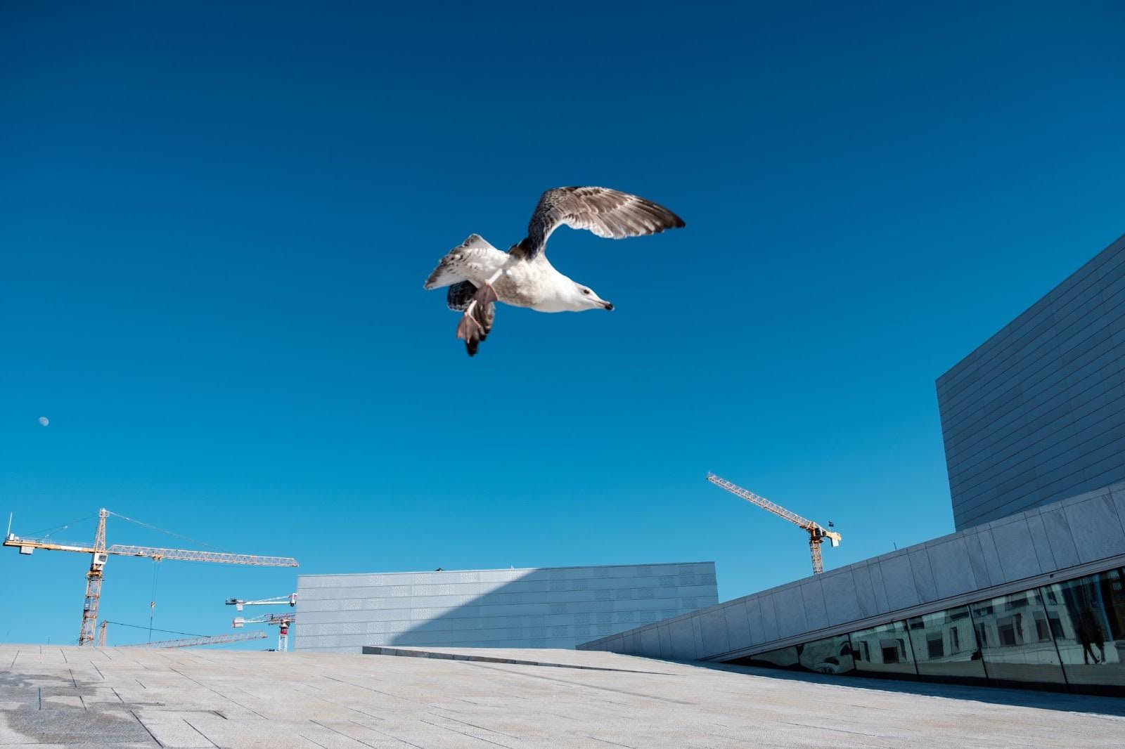 Bird flying next to a commercial building and two cranes.