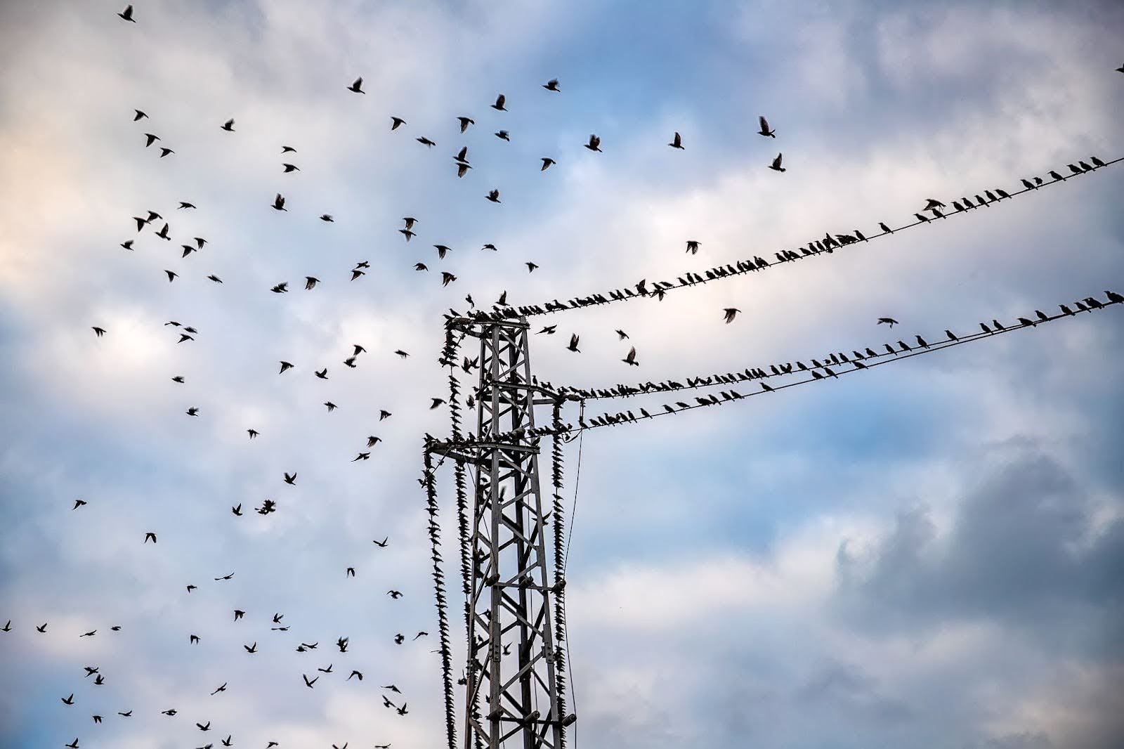 A flock of birds sits on powerlines and electrical infrastructure.