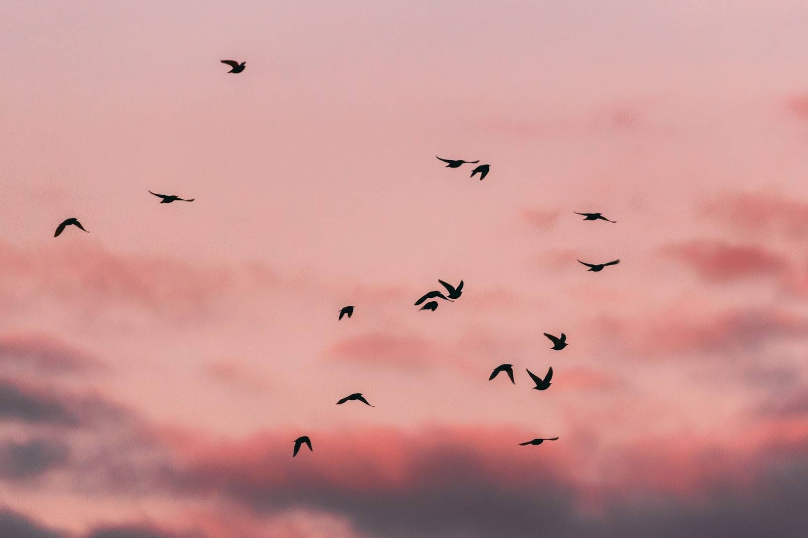 A group of birds flying at sunset. 
