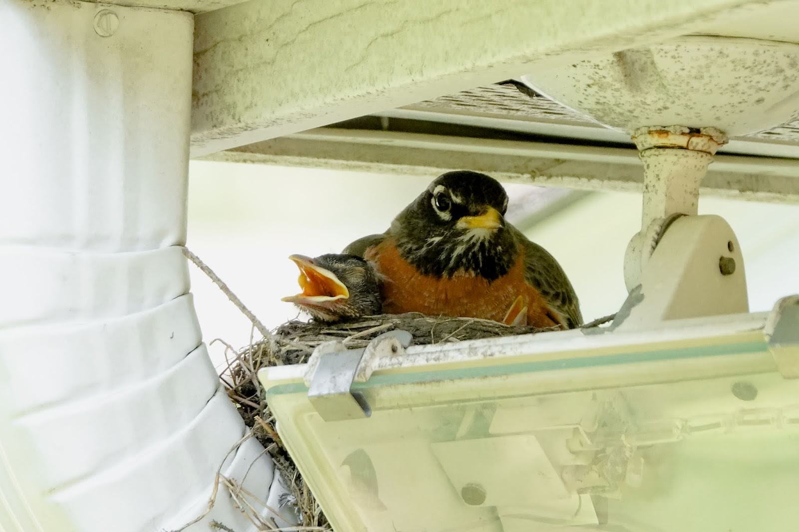 Mother robin perched on her nest with a chick inside the HVAC support beams.