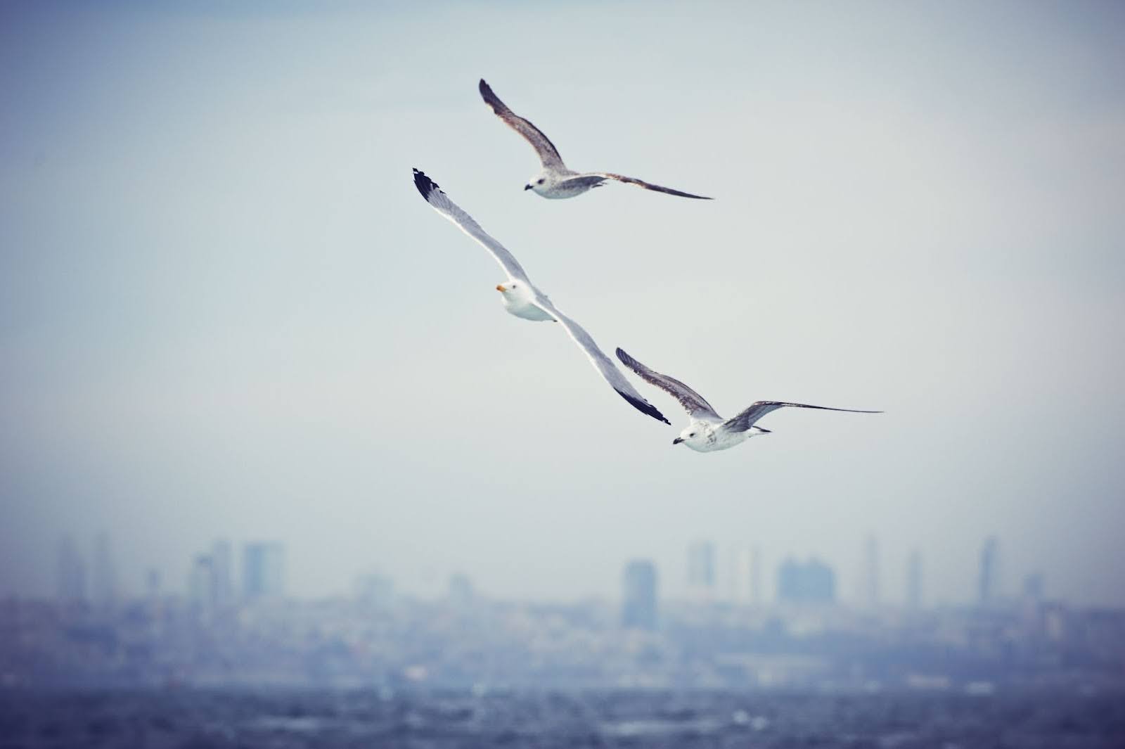 Birds flying with a city landscape in the background.