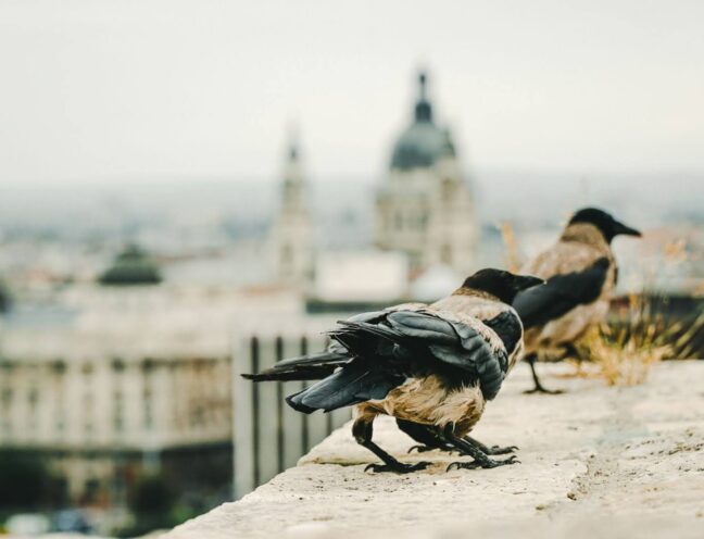Birds sitting on the edge of a building.
