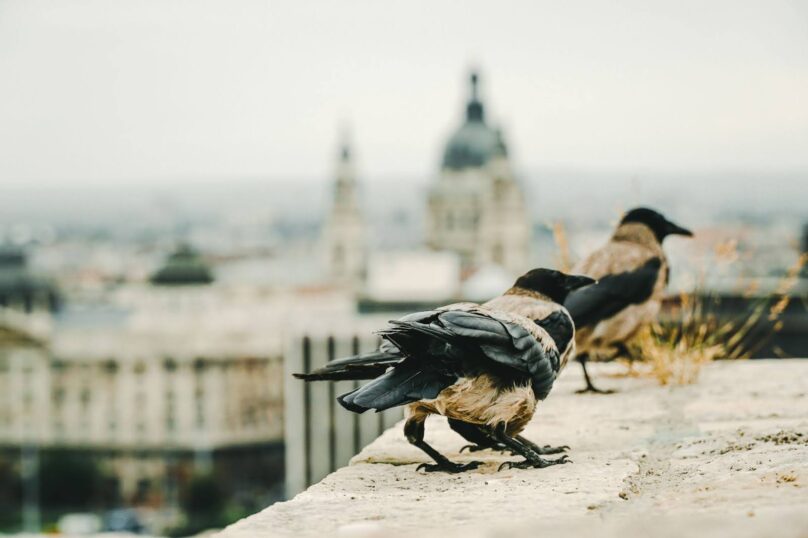 Birds sitting on the edge of a building.