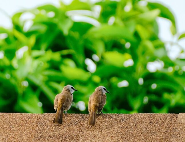 Birds on a wall with plants in the background.