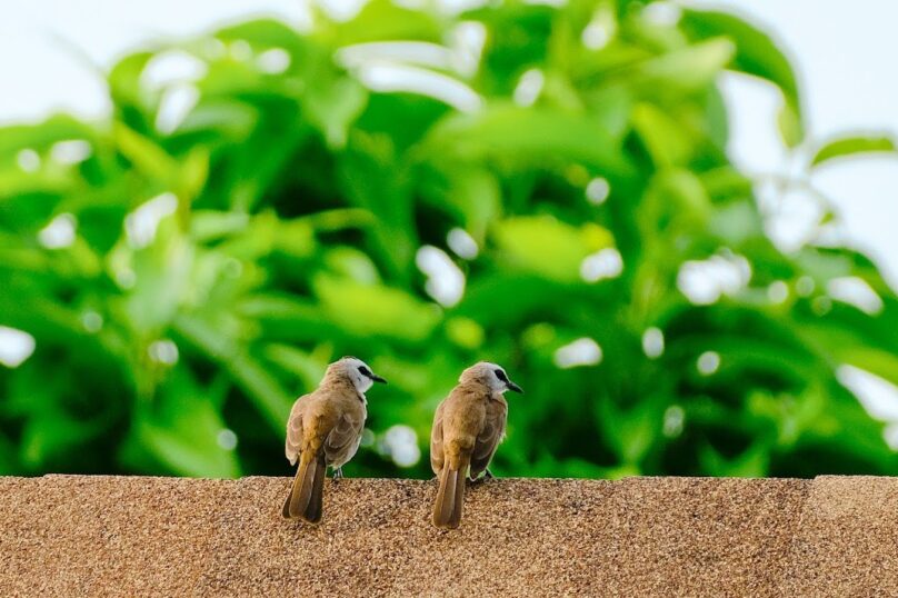 Birds on a wall with plants in the background.