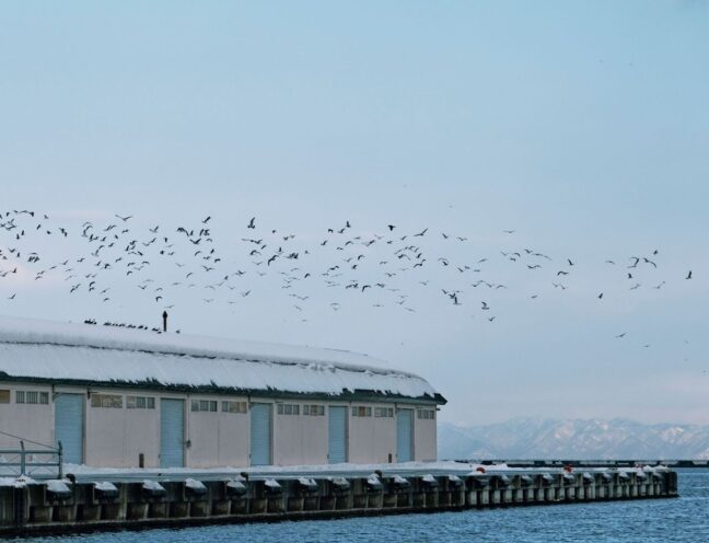 A swarm of birds hovering over a large warehouse beside a wooden pier.