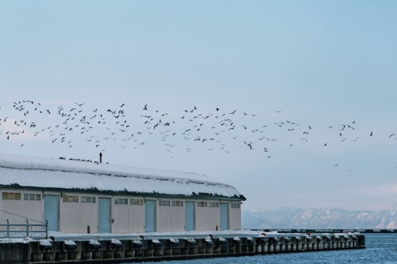 A swarm of birds hovering over a large warehouse beside a wooden pier.