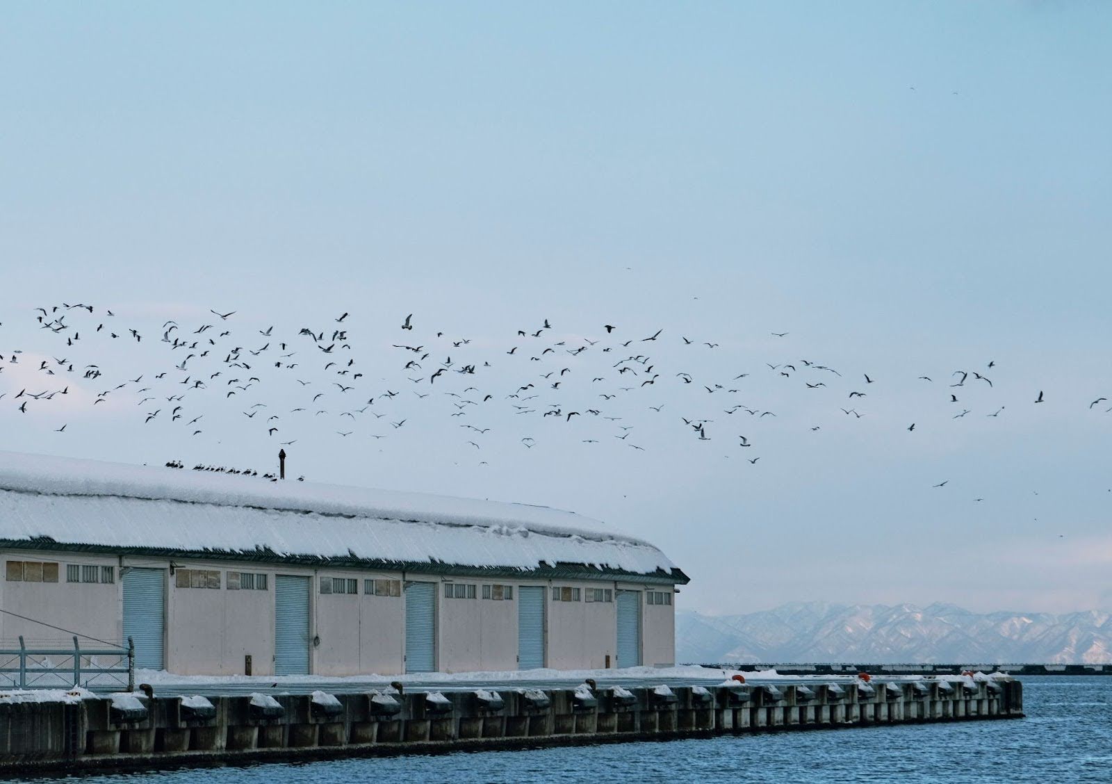 Top Areas Where Bird Nets Work Best: Roofs, Warehouses, and Balconies