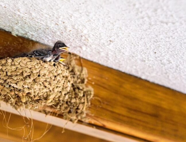 Swallow chicks in a mud nest attached to a building ceiling.