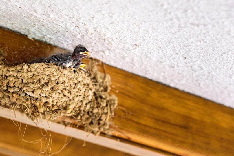 Swallow chicks in a mud nest attached to a building ceiling.