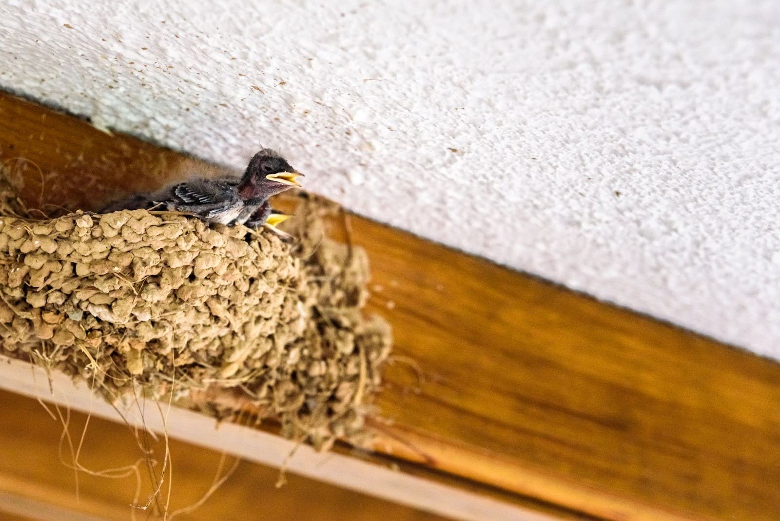 Why Local Pest Control Solutions Are Essential for Bird Problems in Your Area