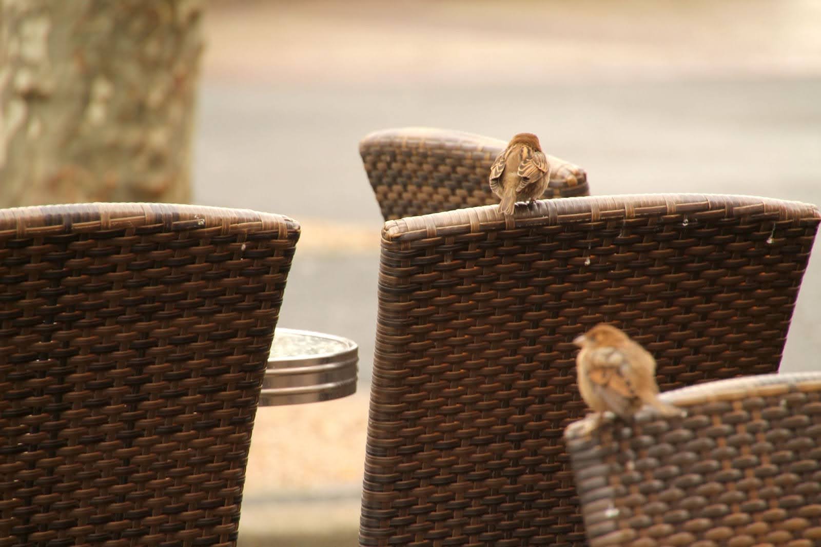 Birds sitting on chairs outdoors. 