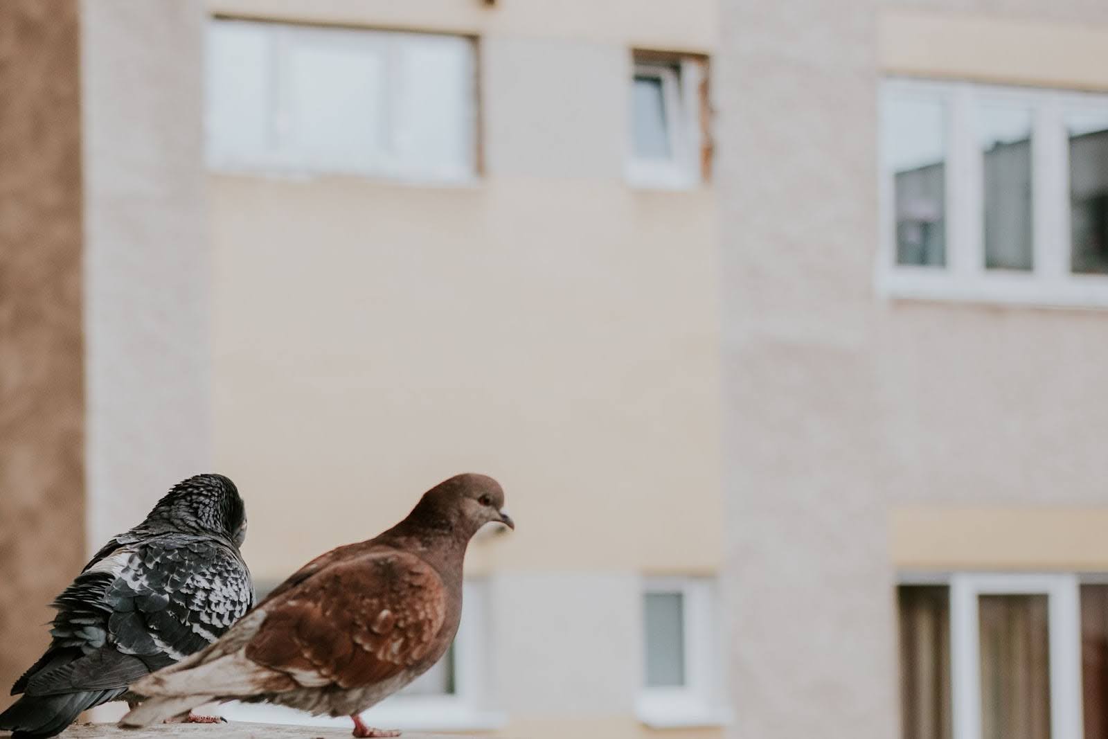 Two pigeons perched on the balcony railing of an office building.