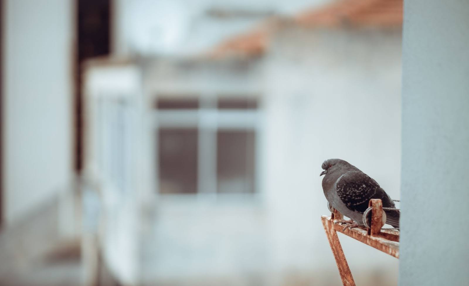Bird perched on the side of a building.