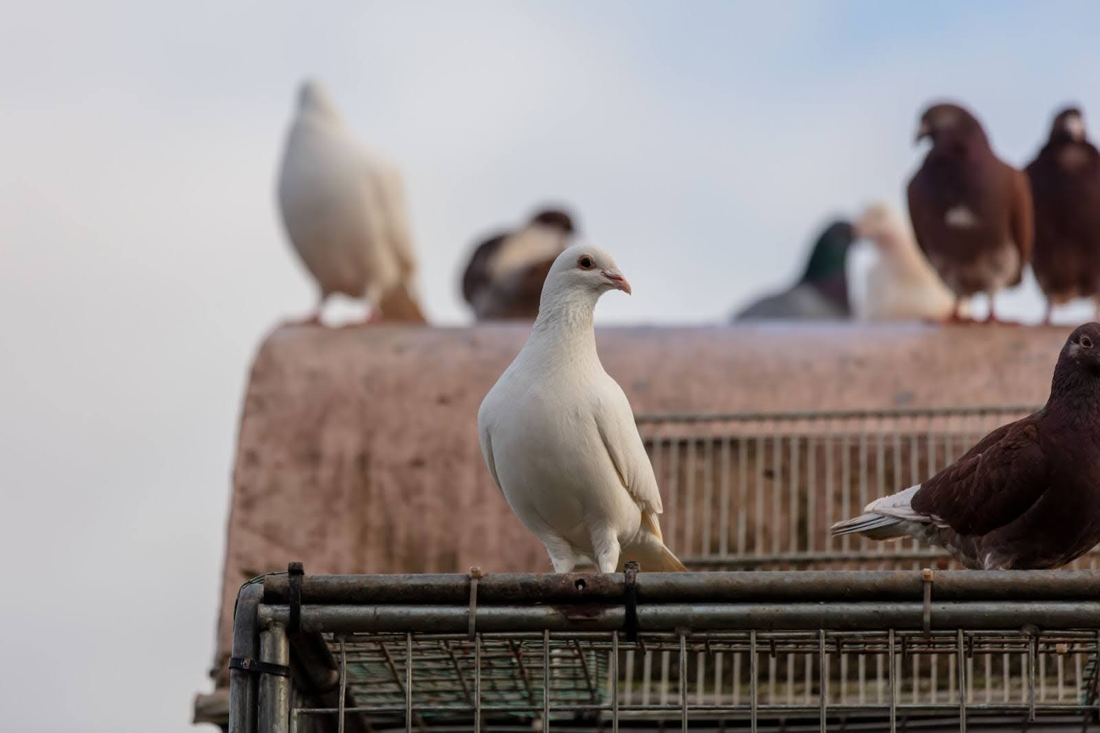 A group of carrier pigeons gathered on a building's rooftop.