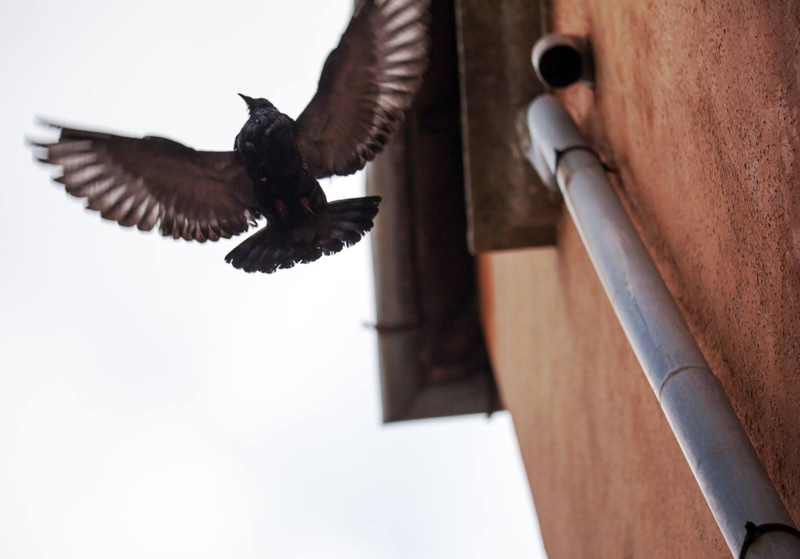 A bird with outstretched wings flying close to a commercial building façade.