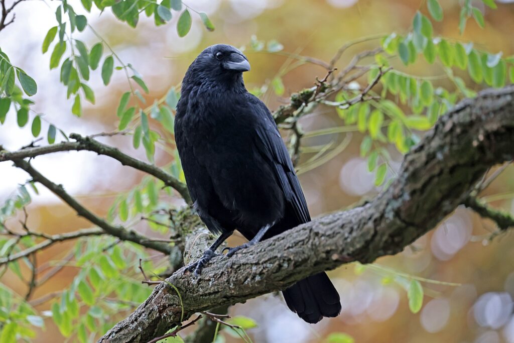 black crow sitting on tree branch autumn forest background.