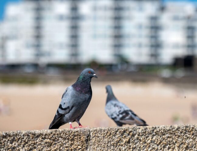 Two pigeons are walking around in front of a big building.