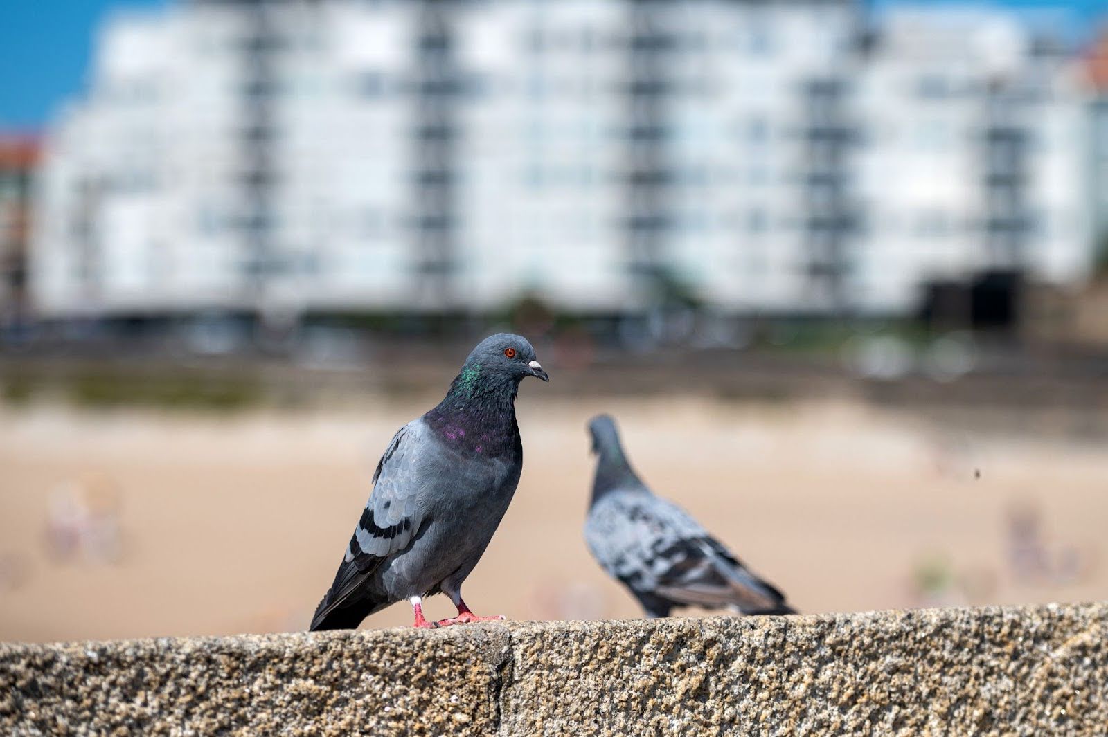 Pigeon Control for Warehouses and Loading Docks: Protecting Inventory & Staff