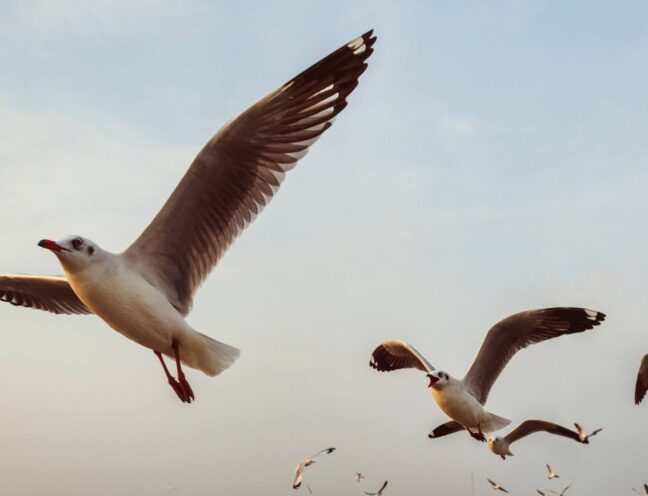 Flock of seagulls flying.