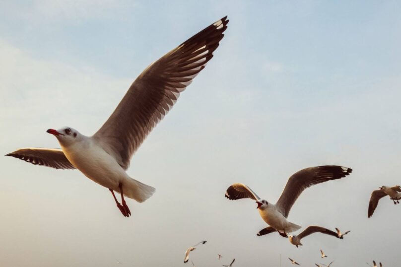 Flock of seagulls flying.