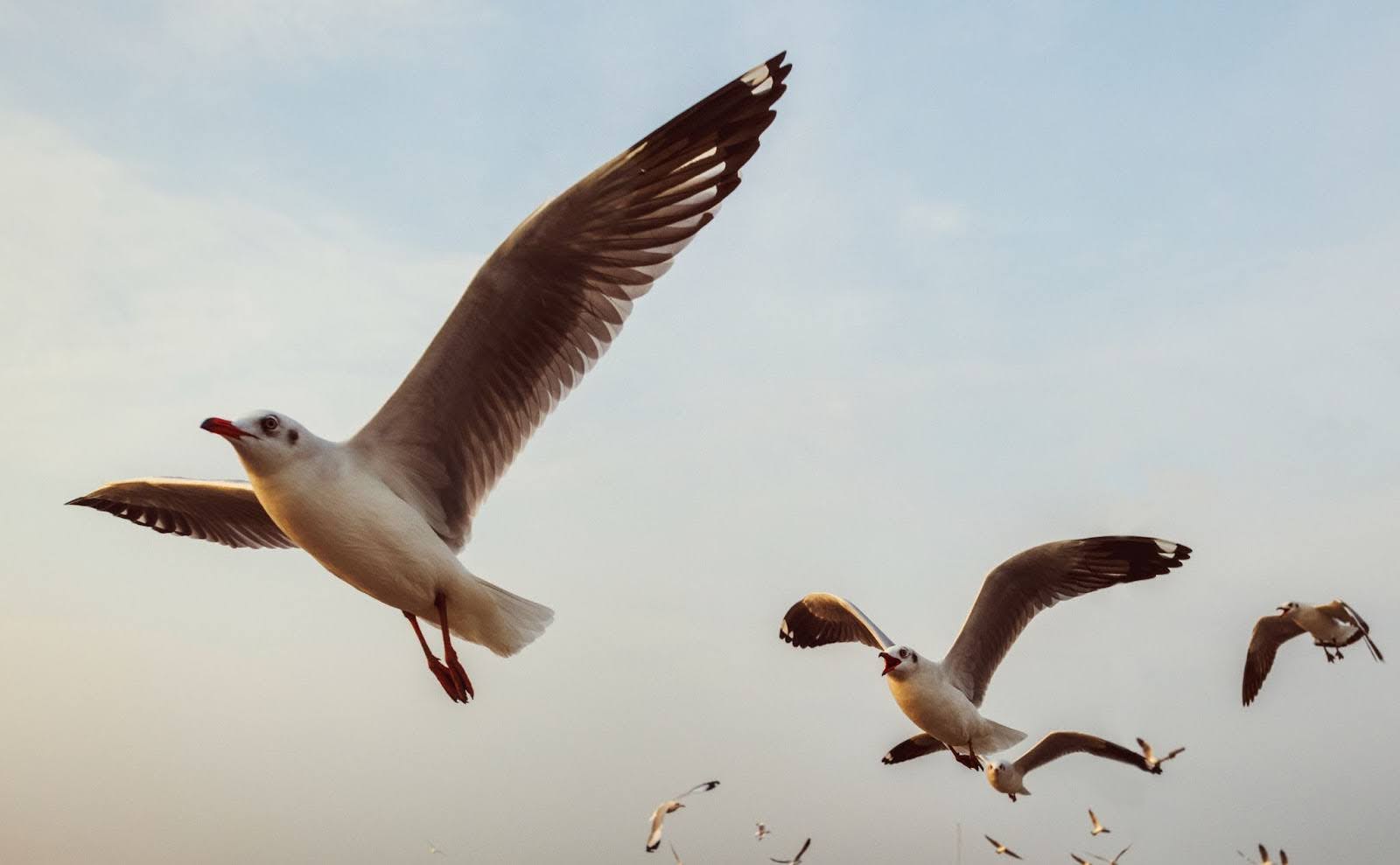 How Seagulls Impact Building Safety, Cleanliness, and Maintenance Budgets