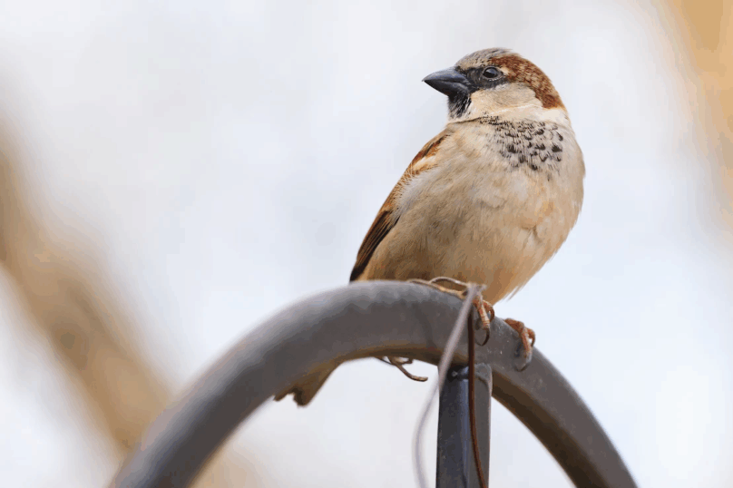 A close up of a sparrow standing on a rail.