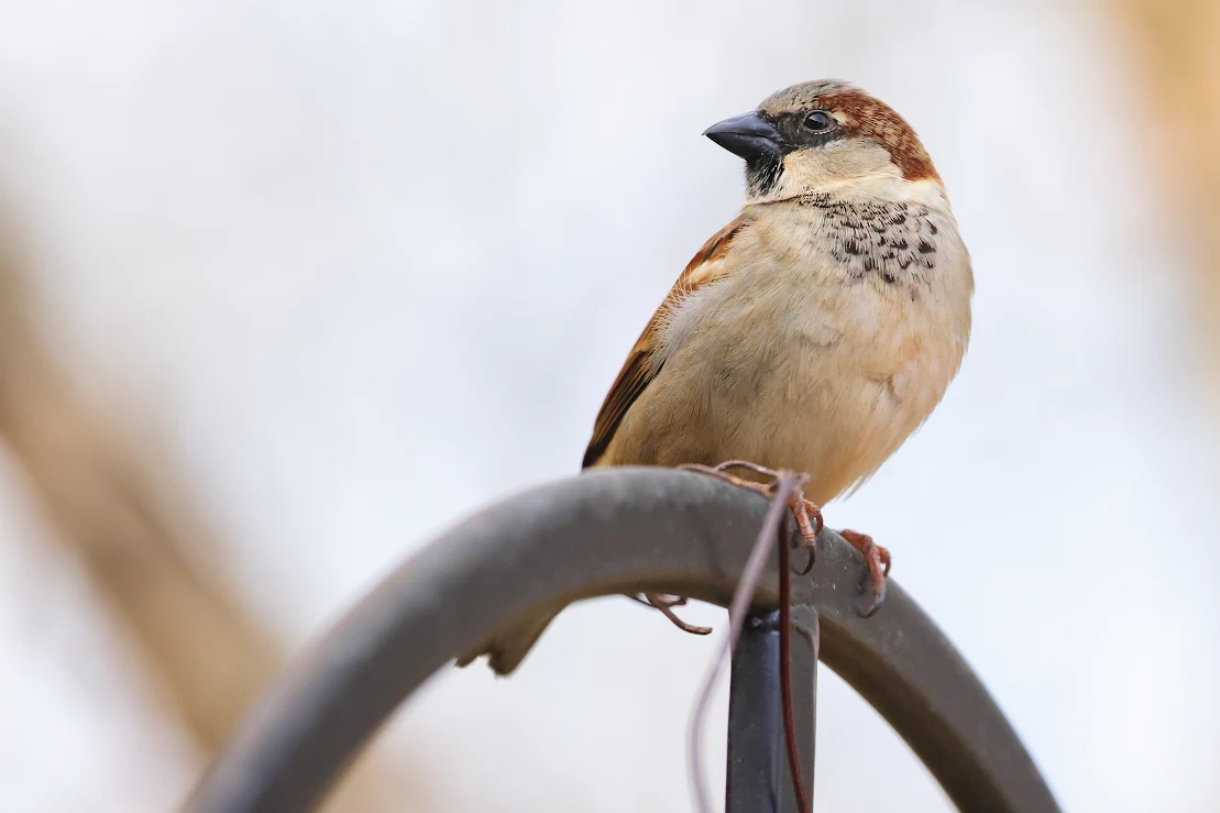 DIY vs. Professional Sparrow Control: When to Call the Experts
