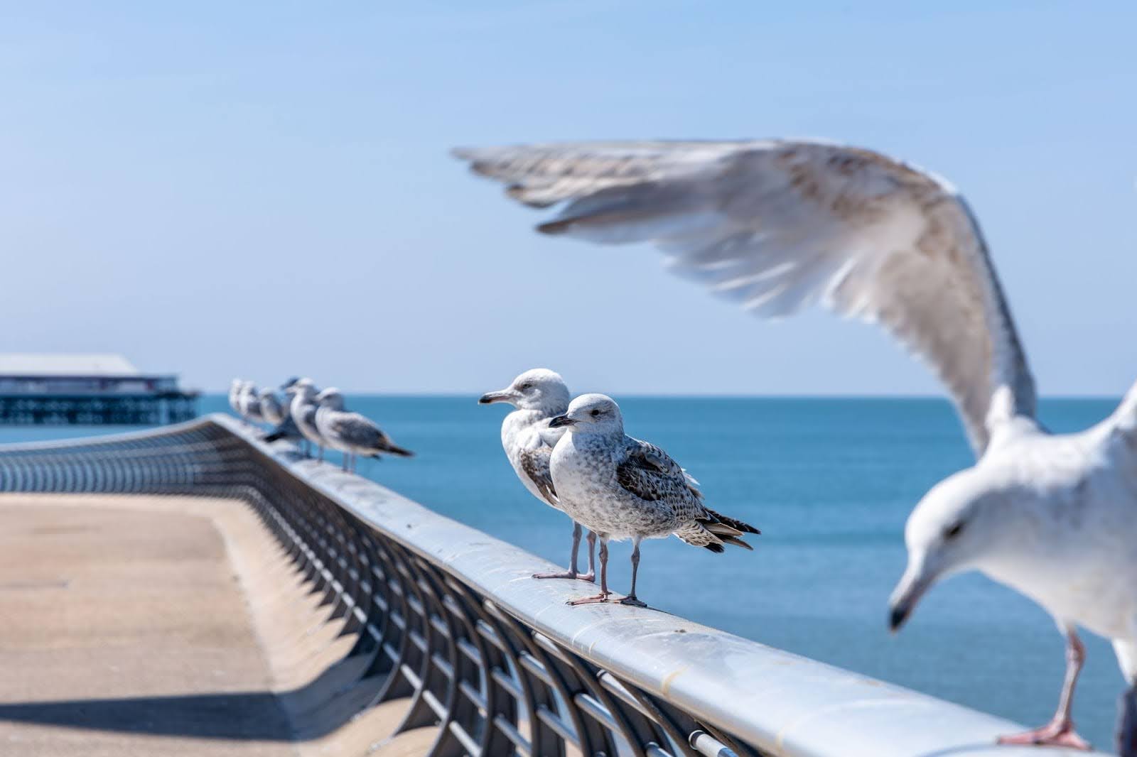 A flock of seagulls are on a pier.