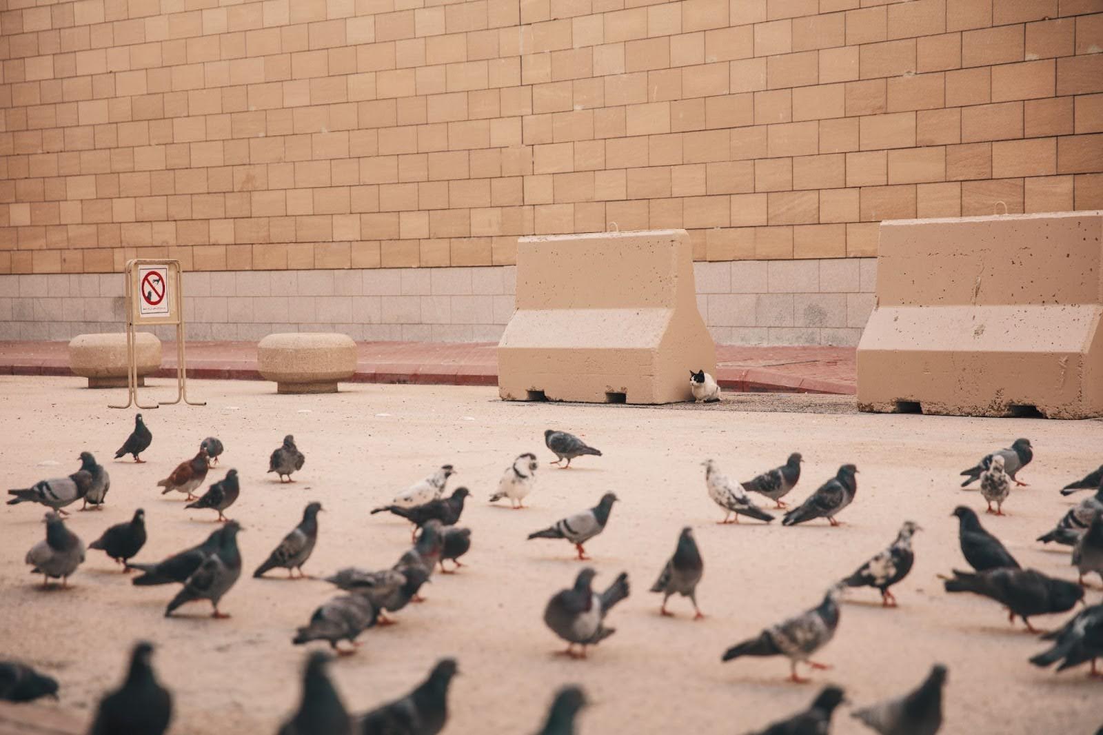 A flock of pigeons are spread out on a sidewalk.