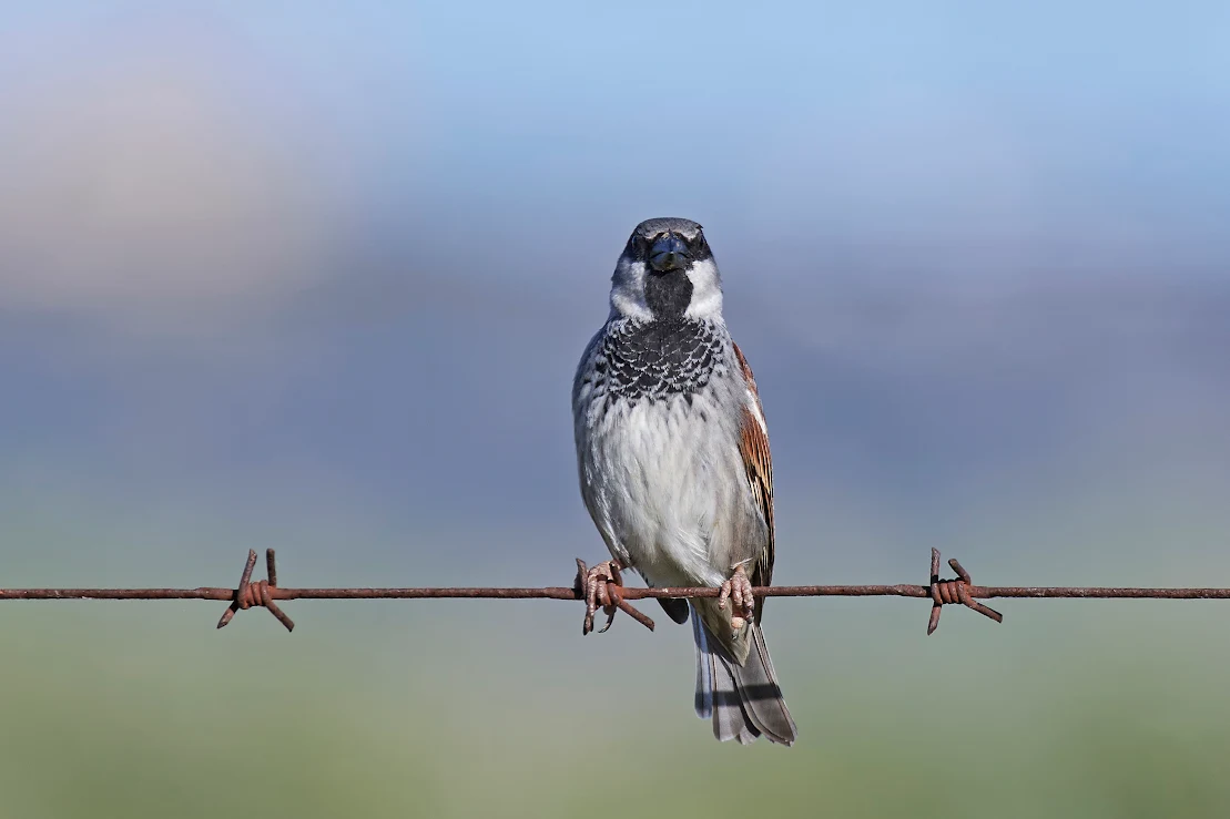 A close up of a sparrow standing on barbed wire.