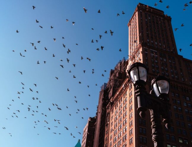 Apartment building with birds flying in the background.